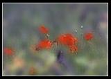 Provence-Mohn Lavendel